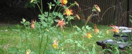 Aquilegia, Hybrid Columbine Tequila Sunrise