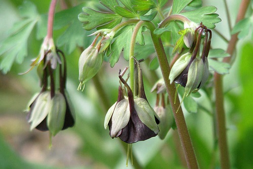 Aquilegia, Green-flowered Columbine Chocolate Soldier
