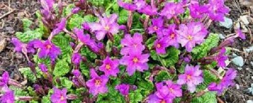Primula, Polyanthus Primrose, Juliana Primrose Wanda