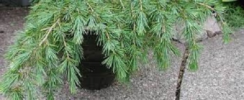 Cedrus, Deodar Cedar, Himalayan Cedar Feeling Blue