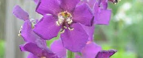 Verbascum, Hybrid Mullein, Ornamental Mullein Violetta