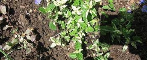 Veronica, Germander Speedwell Miffy Brute