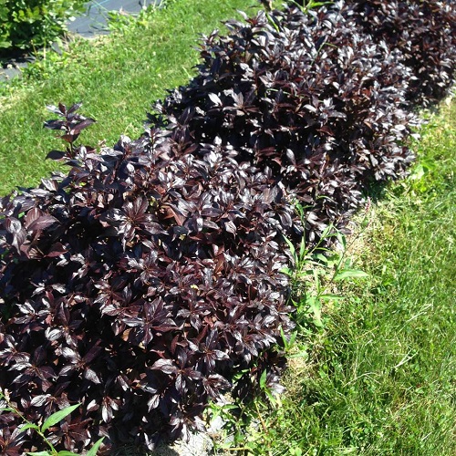 Weigela Midnight Wine