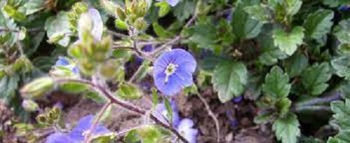 Veronica Species, Turkish Speedwell