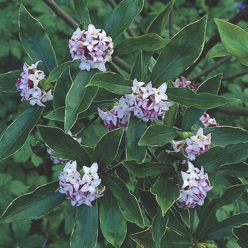 Daphne Species