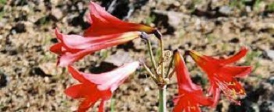 Rhodophiala Species, Ananuca, Wild Amaryllis