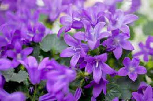 Campanula Hybrid, Bellflower