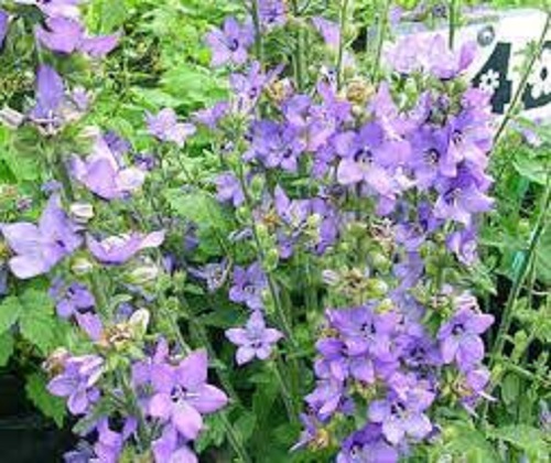 Campanula Species, Bellflower
