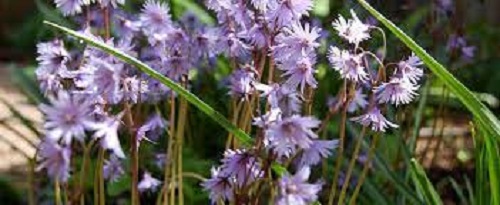 Soldanella Species, Mountain Snowbells, Mountain Tassel