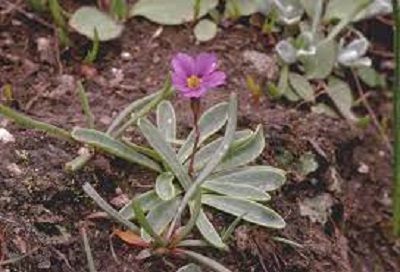 Primula Species, Rusbys Primrose