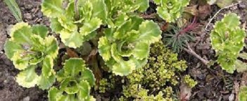 Saxifraga, Robertsoniana Saxifrage Variegata