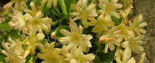 Cistanthe Species, Tweedys Pussypaws