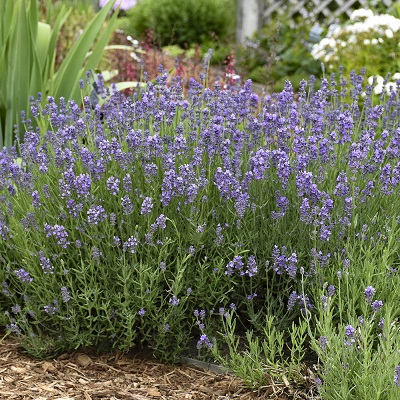 Lavandula, English Lavender Munstead Dwarf