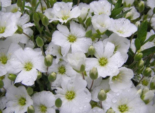 Mountain Sandwort Avalanche