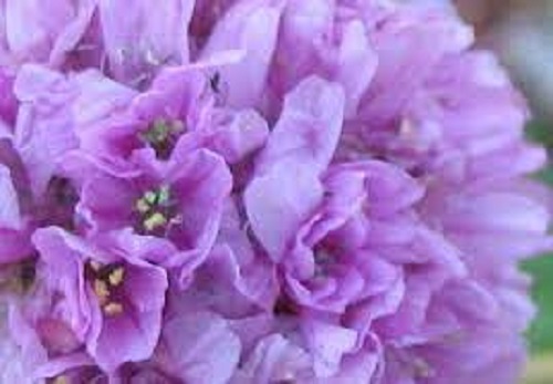 Armeria, Pinkball Thrift, Plantain Thrift Joystick Lilac