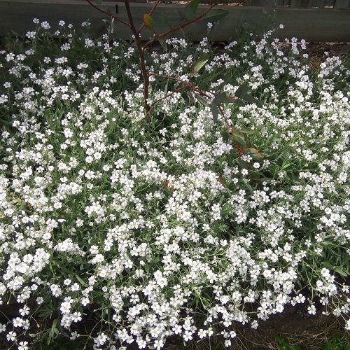 Snow-In-Summer Silver Carpet
