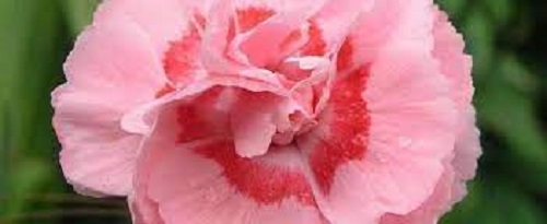 Allwood Pinks, Modern Pinks Doris