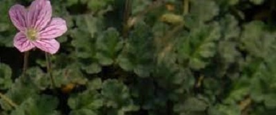 Erodium, Alpine Geranium, Cranesbill, Storksbill Charm