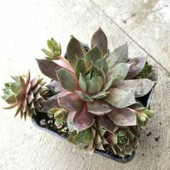 Sempervivum, Hen-and-Chickens, Houseleek, Old Man & Woman, Roof House Leek 'Silverine'