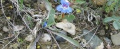 Penstemon Species, Beard Tongue, Smooth Blue Beardtongue, Pride of the Mountain, Waxleaf Penstemon