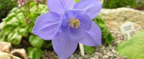 Aquilegia Species, Apennines Columbine, Bertolonis Columbine