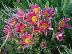 Pasque Flower 'Rosea'