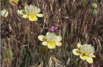 Platystemon Species, California Creamcups, Cream Cups