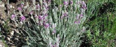 Oxytropis Species, Showy Locoweed