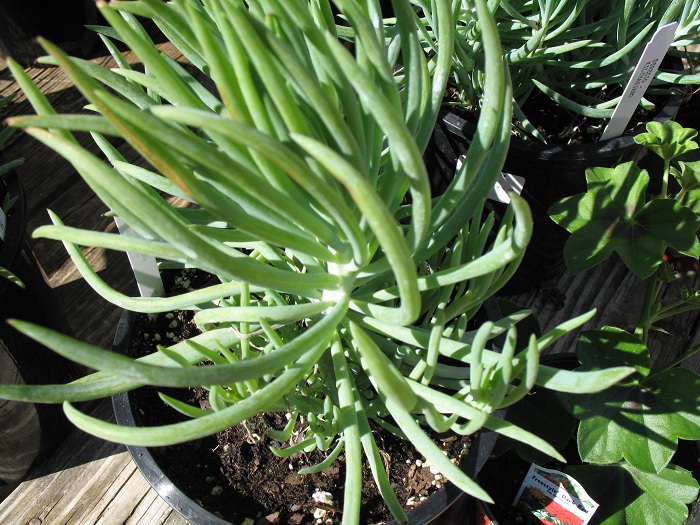 Senecio Kilimanjaro