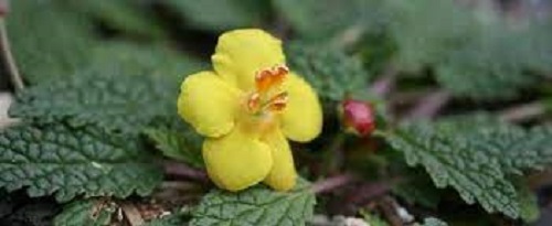 Species, Wild Verbascum, Dwarf Mullein