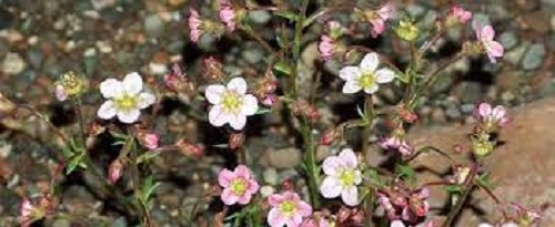 Saxifraga Species, Mossy Saxifrage, Rockfoil