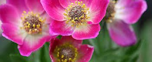 Anemone, Cut-Leaved Anemone Rubra