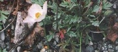 Papaver Species, Dwarf Pink Poppy, Pale Poppy, Portage Poppy