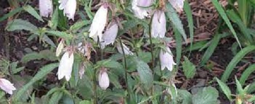 Campanula, Cherry Bells, Spotted Bellflower Plum Wine