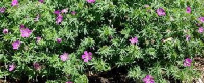 Geranium, Bloody Cranesbill, Hardy Geranium Shepherds Warning
