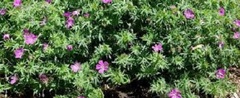 Geranium, Bloody Cranesbill, Hardy Geranium 'Shepherd's Warning'