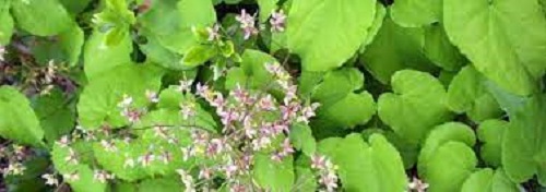 Alpine Barrenwort