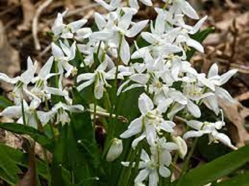 Scilla, Siberian Squill Alba