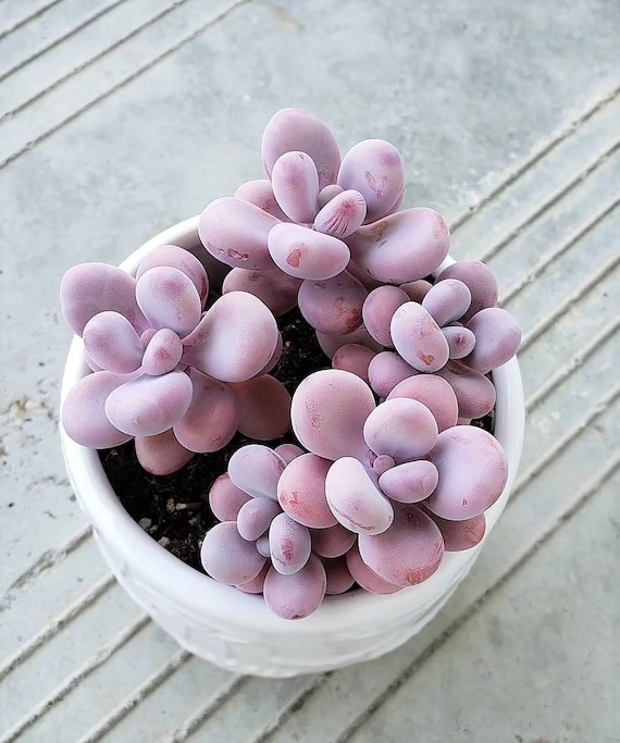 Graptopetalum Species, Jewel Leaf Plant, Lavender Pebbles