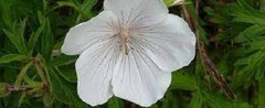 Geranium, Cranesbill, Hardy Geranium 'Kashmir White'