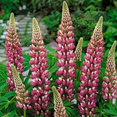 Lupinus, Lupin, Lupine 'The Chatelaine'