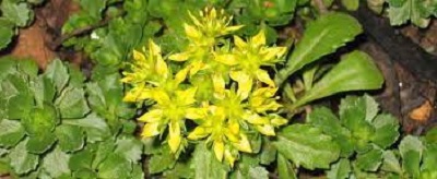Phedimus, Creeping Sedum Czars Gold
