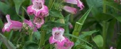Penstemon, Beard Tongue, Beardtongue, Border Penstemon, Garden Penstemon, Pride of the Mountain 'Apple Blossom'