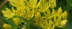 Allium, Golden Ornamental Onion, Lily Leek 'Jeannine'