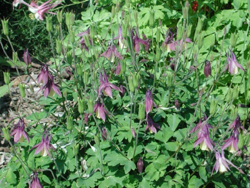 Aquilegia, Columbine Calimero