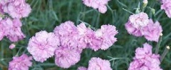 Dianthus, Cottage Pink, Feathered Pink, Garden Pink, Grass Pink 'Rose de Mai'