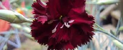 Dianthus, Hardy Carnation King of the Blacks