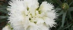 Cottage Pink, Feathered Pink, Garden Pink, Grass Pink 'Mrs. Sinkins'