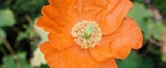 Papaver, Atlantic Poppy, Double Atlas Poppy, Moroccan Poppy, Spanish Poppy 'Flore Pleno'