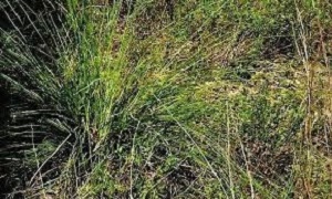 Nolina Species, Bear Grass, Beargrass, Chaparral Nolina
